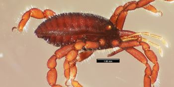 Media type: image;   Invertebrate Zoology 133769